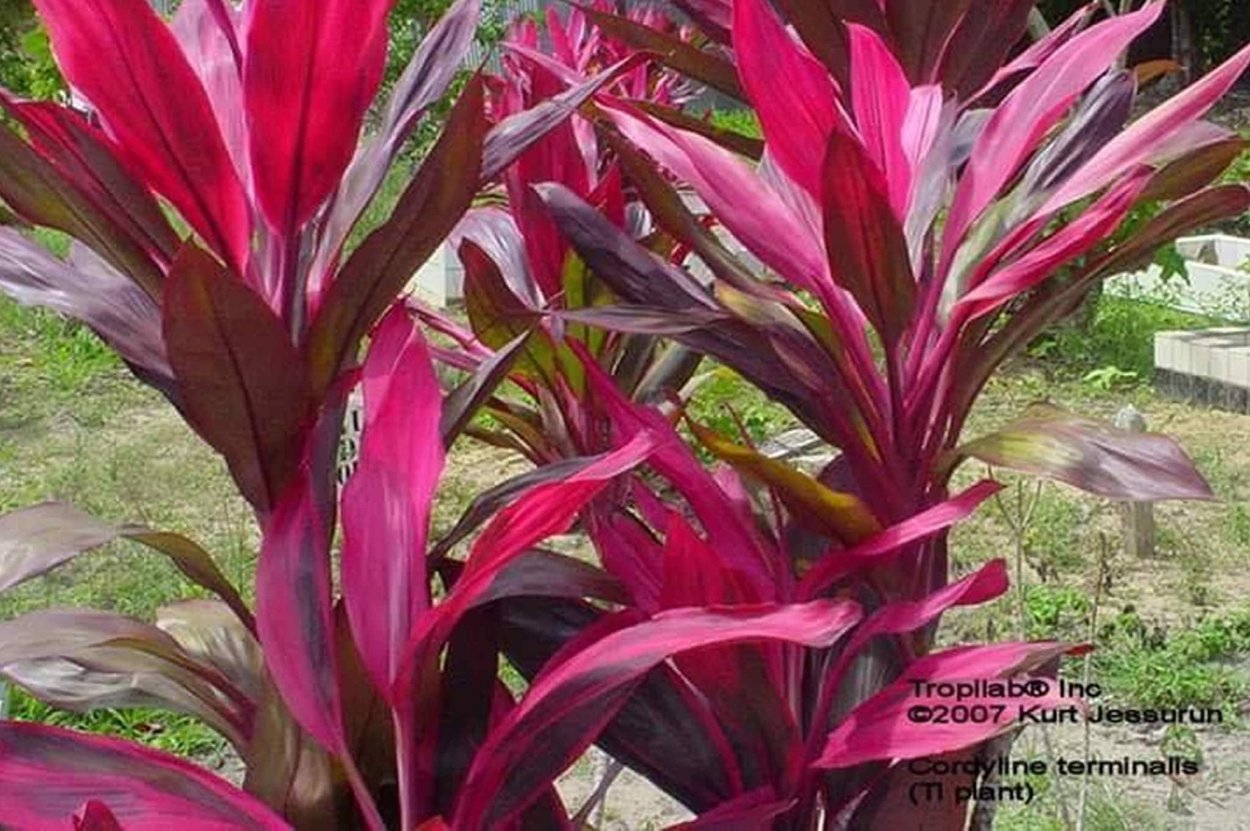 Cordyline 3d модель