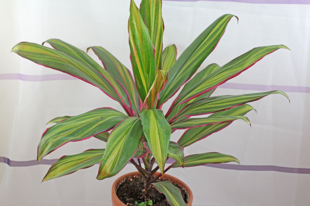 Кордилина Триколор