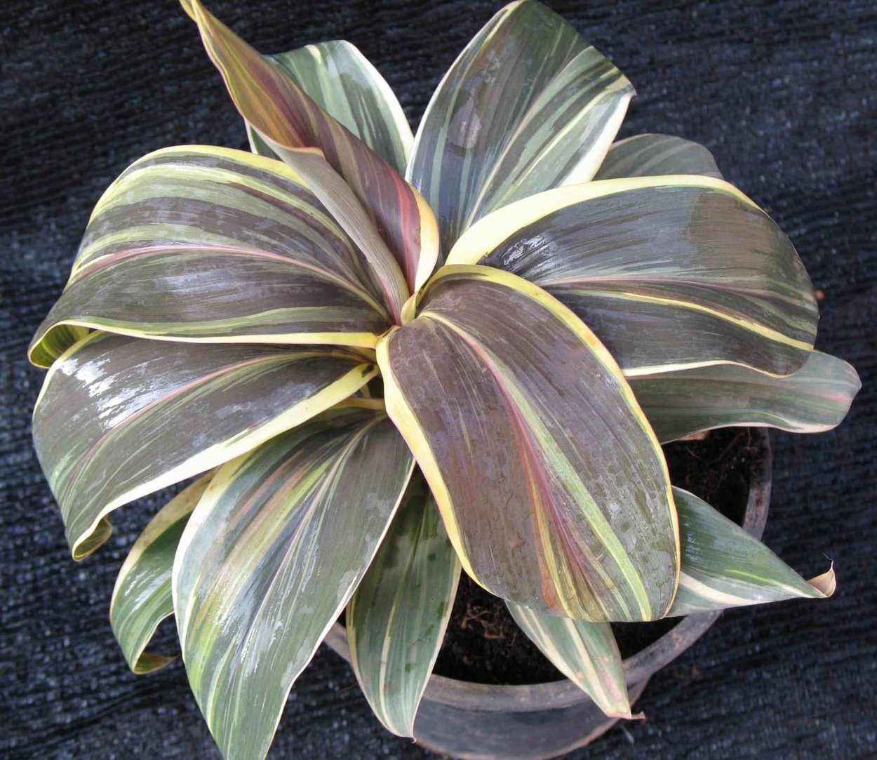 Кордилина фрутикоза Румба