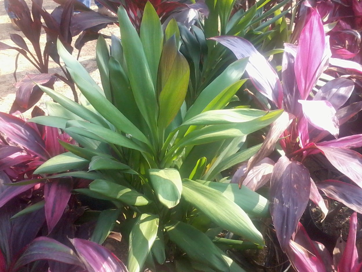 Кордилина Лорд Робертс