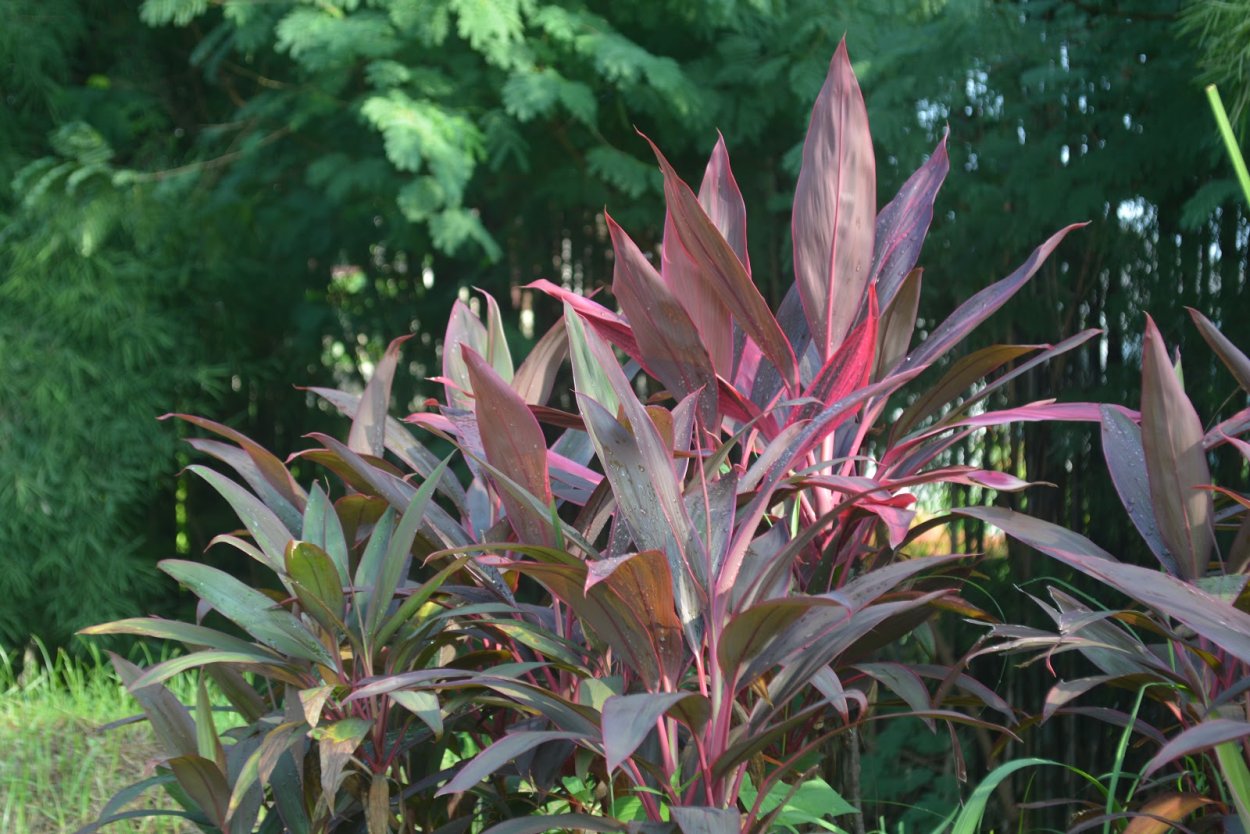 Пальма Кордилина