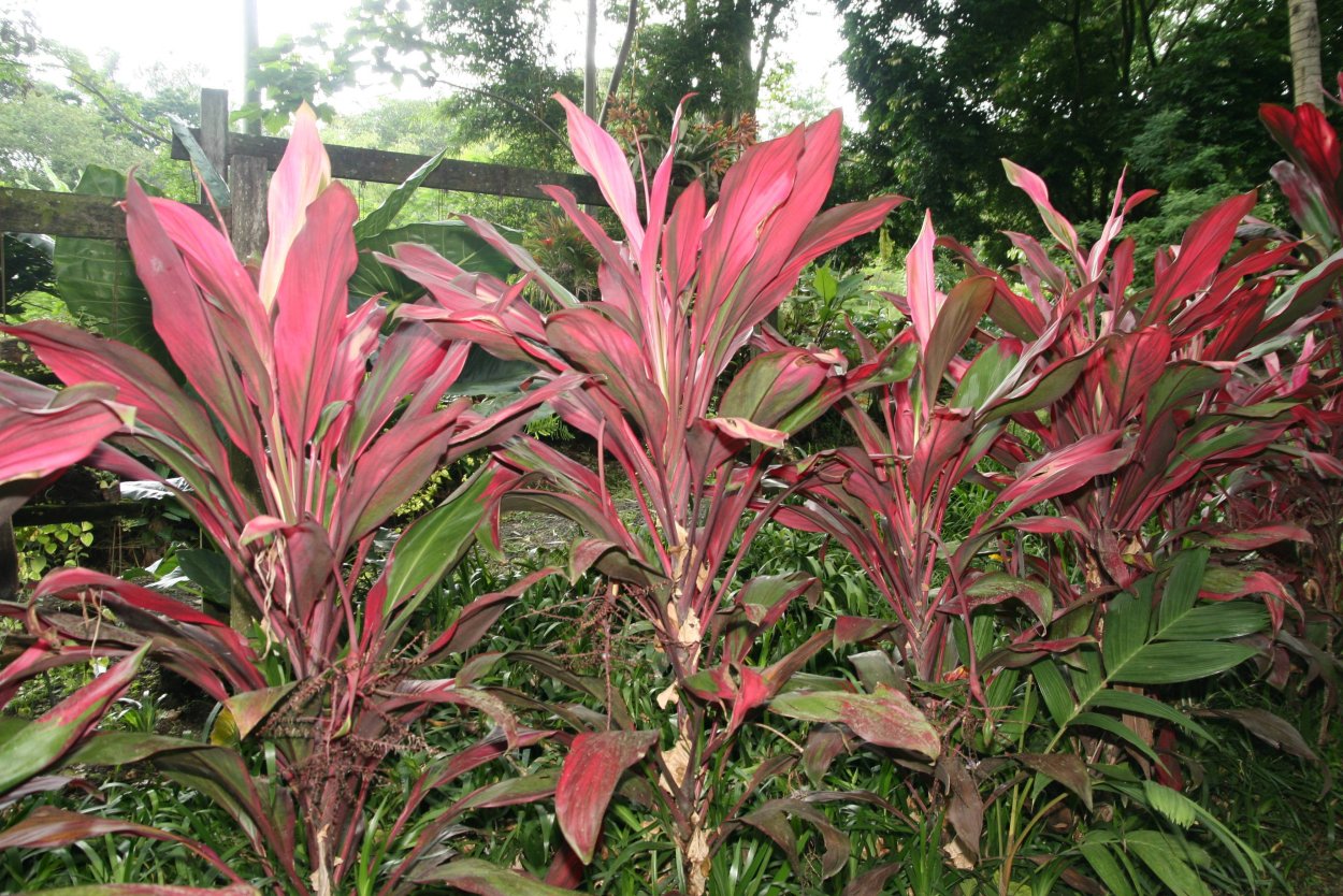 Кордилина терминалис