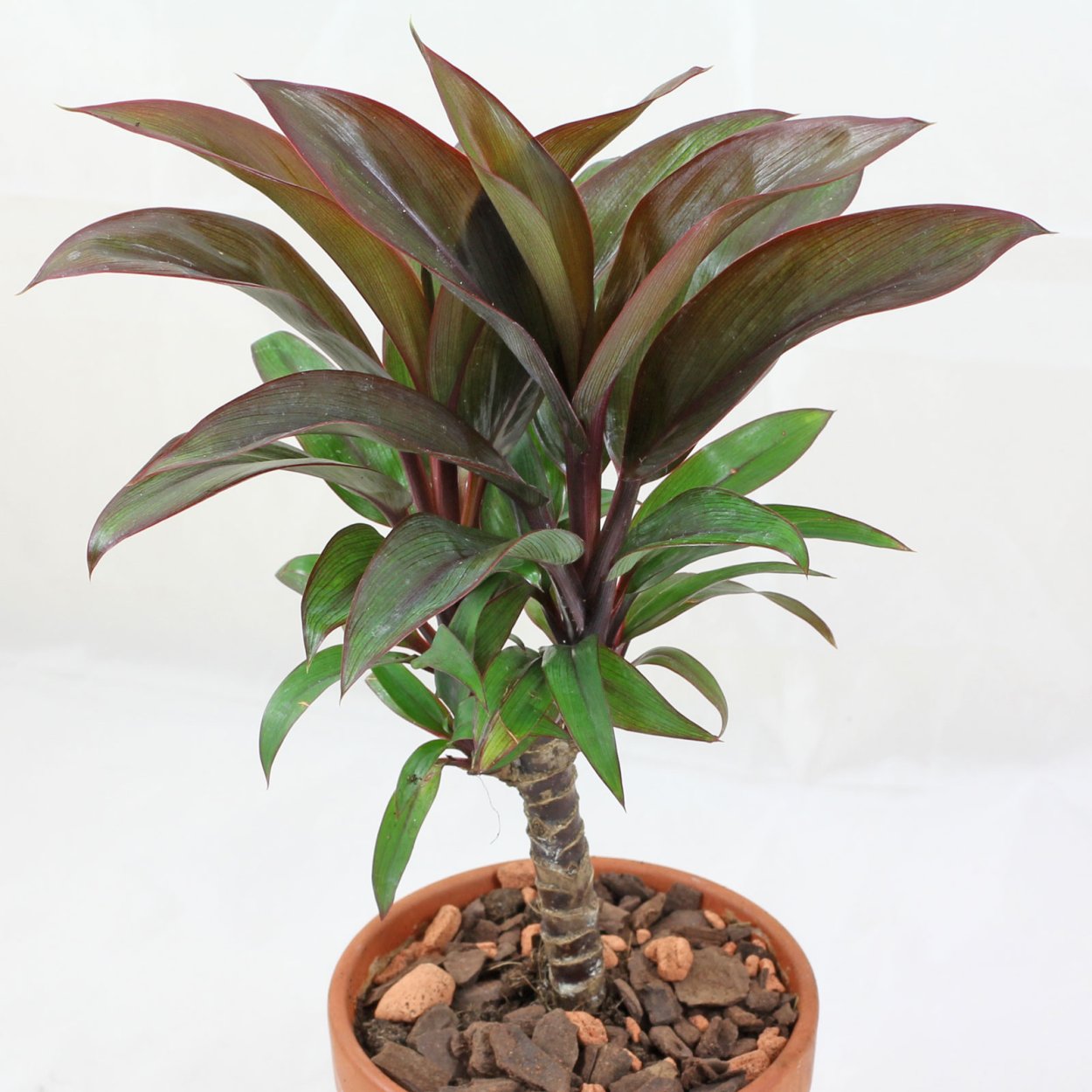 Кордилина кустарниковая Cordyline fruticosa