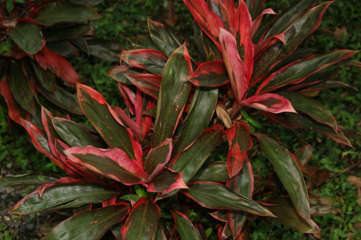 Кордилина Южная Драцена