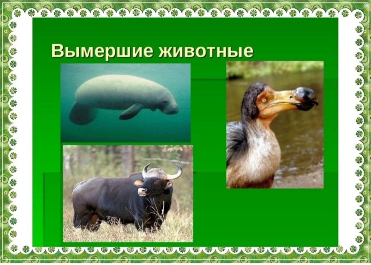 Белые страницы красной книги