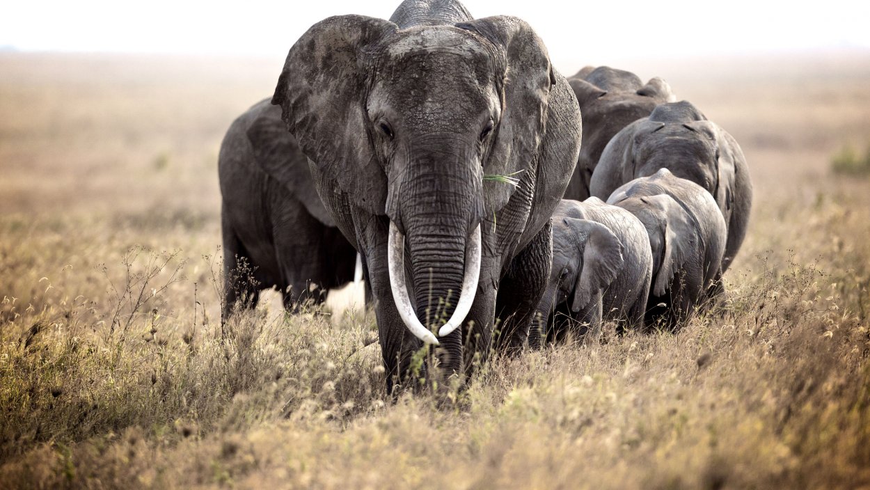 Растения и животные Краснодарского края