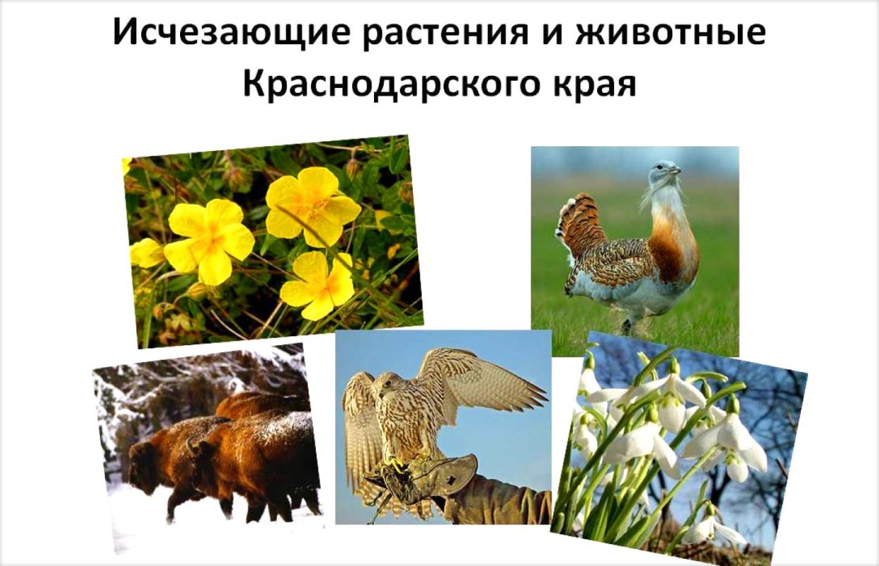 Животные коллаж