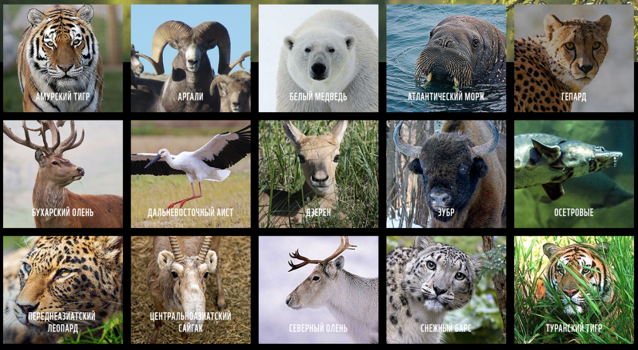 Животные и птицы красной книги