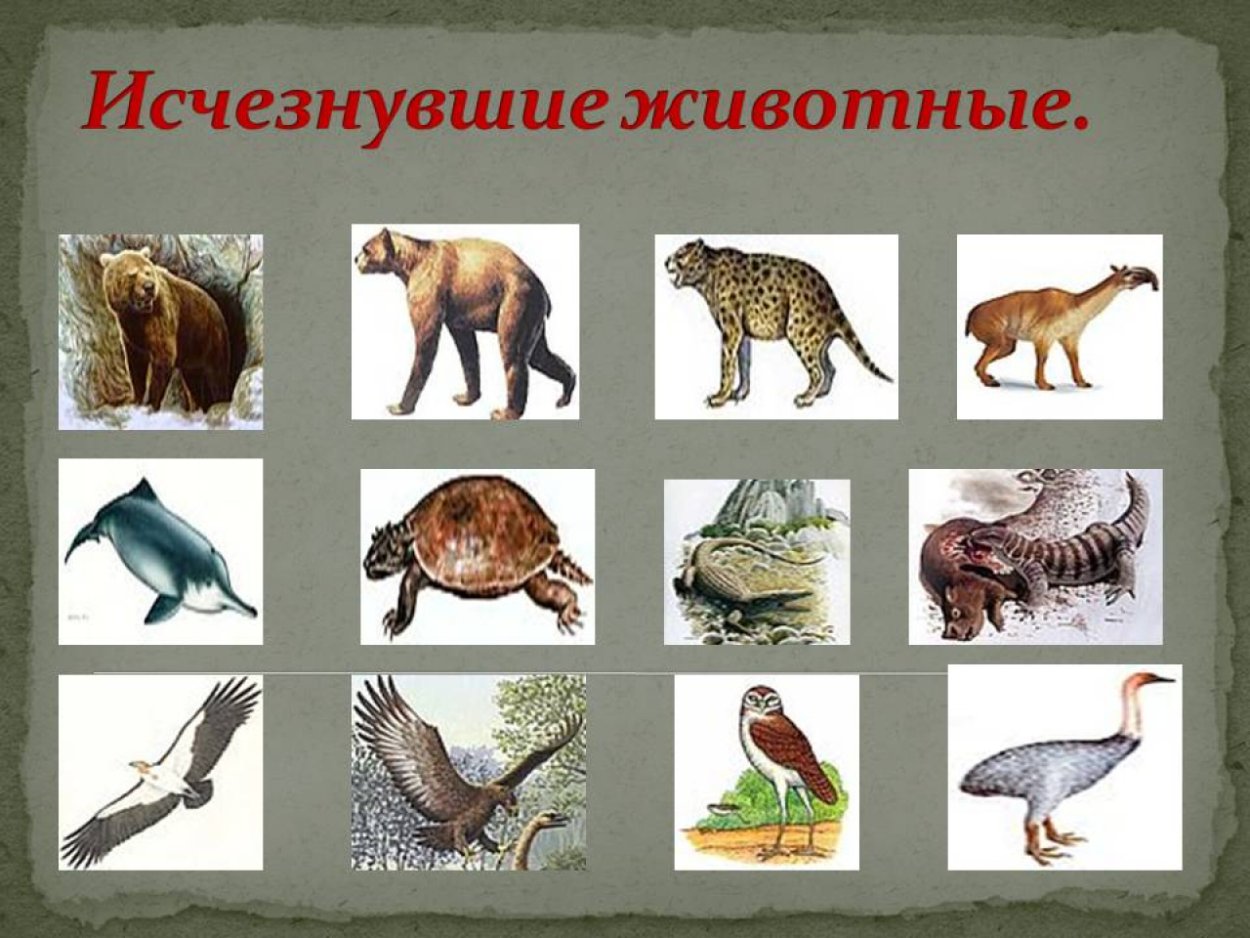 Исчезновение животных