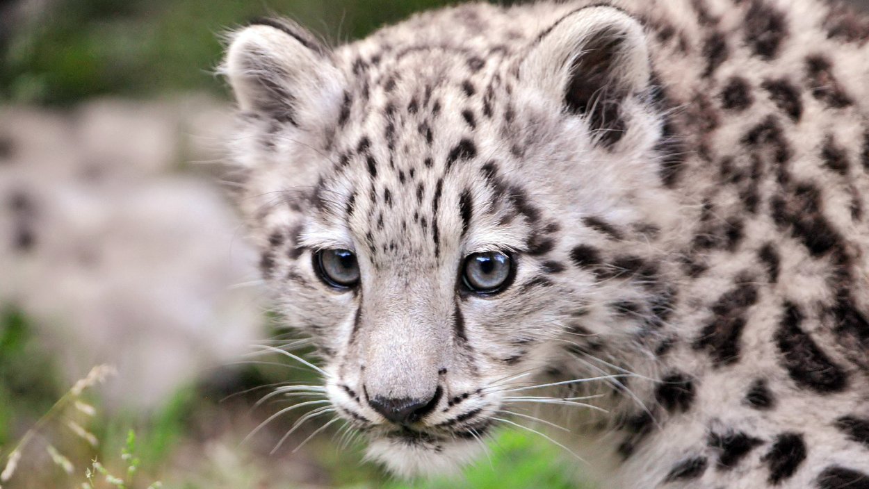 Дальневосточный леопард (Амурский леопард)