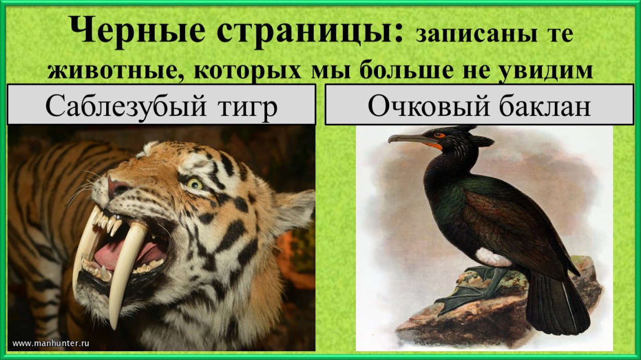 Животные черной страницы