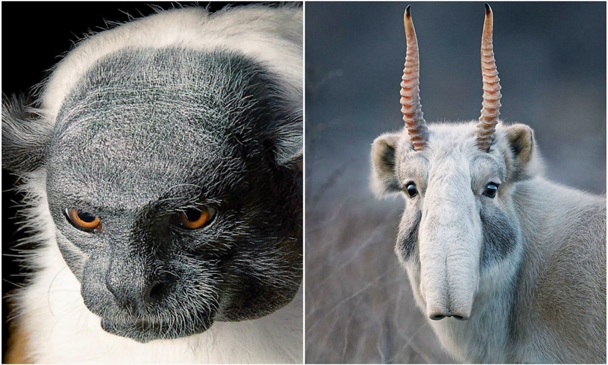 WWF Дальневосточный леопард