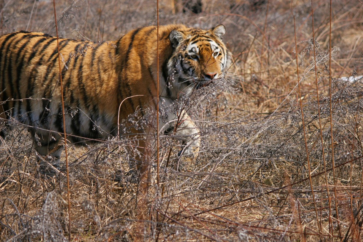 Исчезающие животные