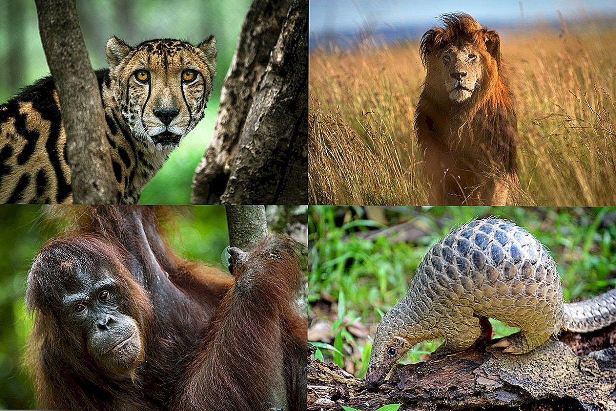 Вымирающие животные коллаж