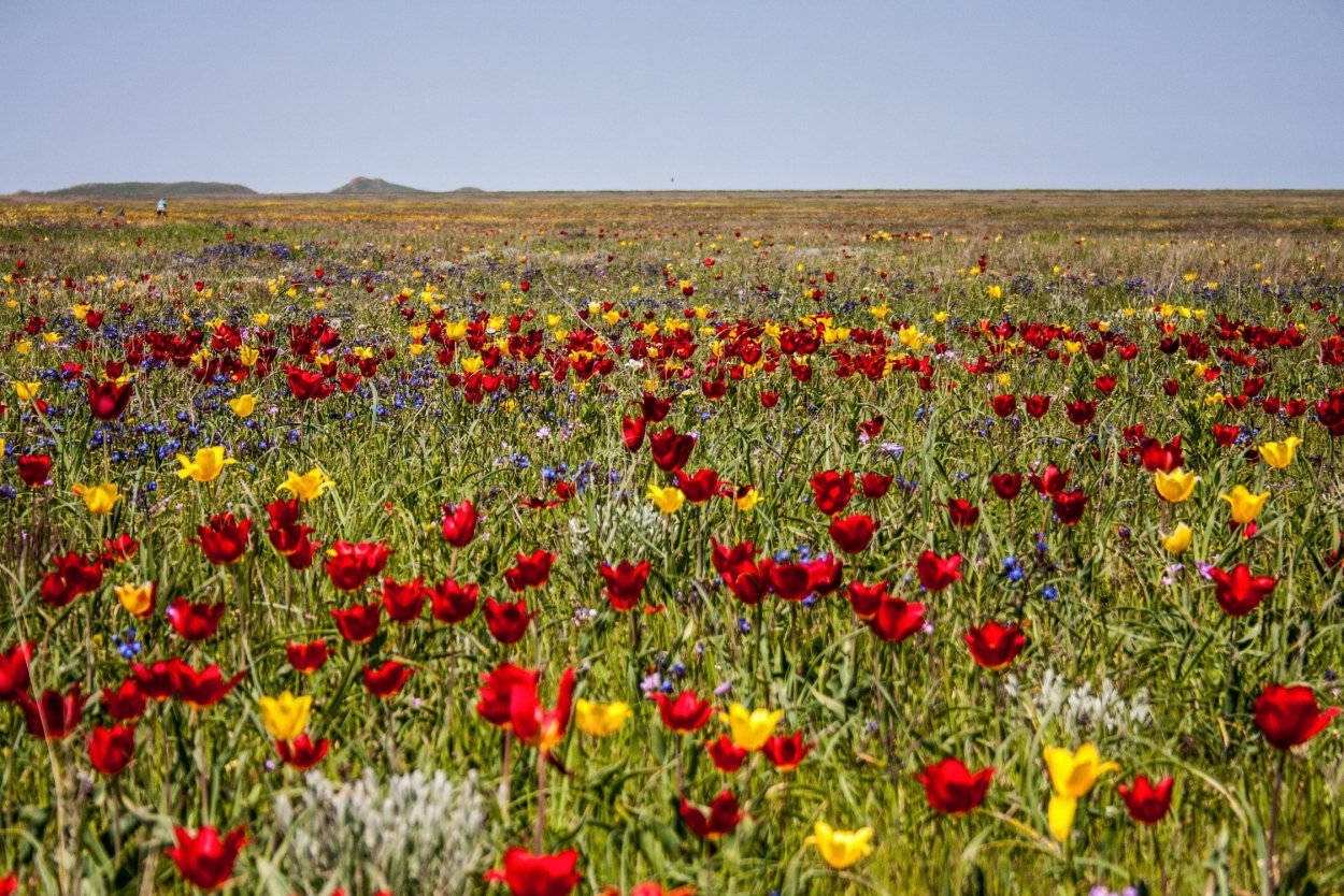 Тюльпан Шренка Калмыкия
