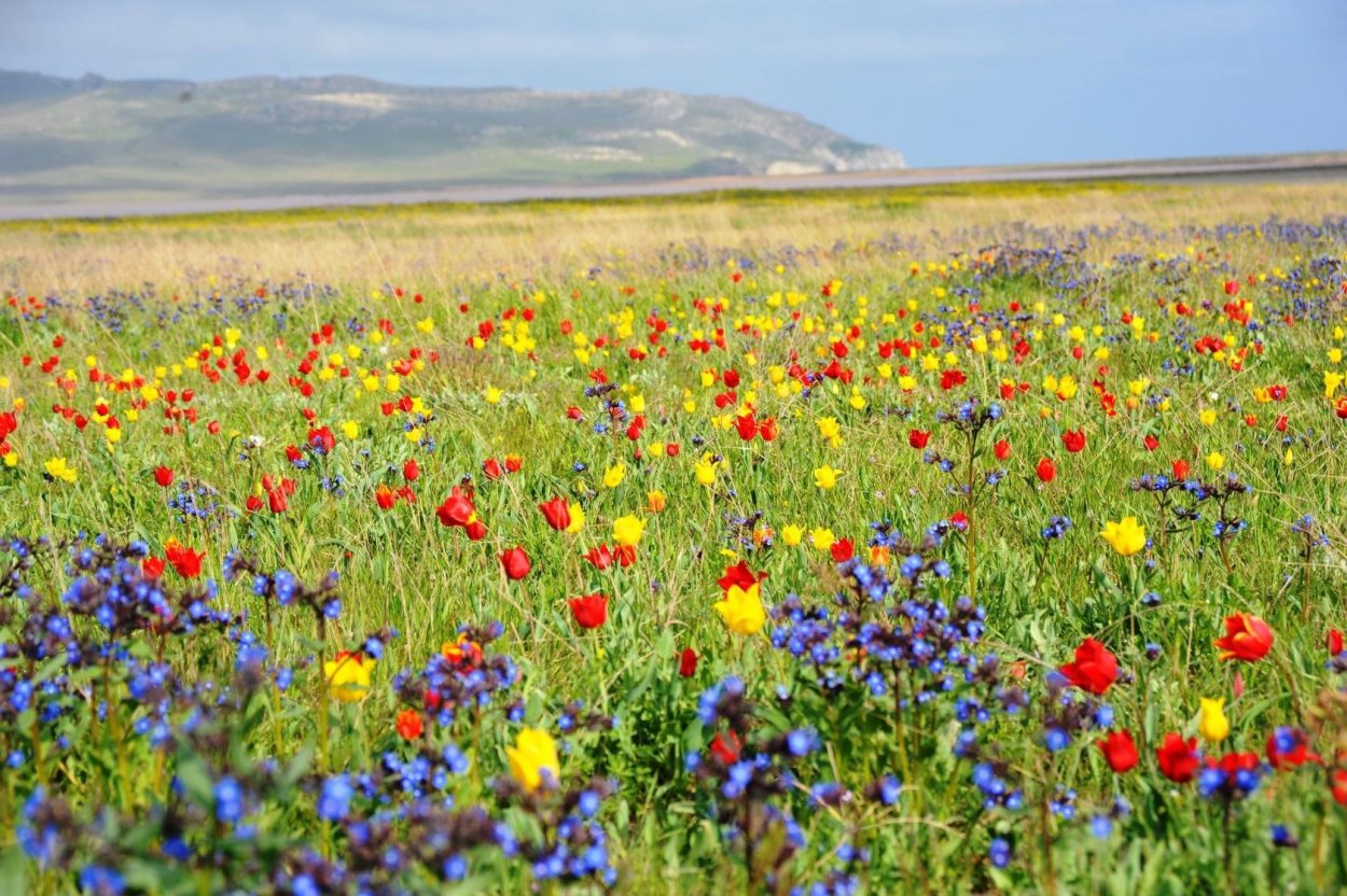 Степной Крым