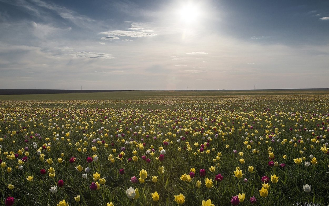 Поля в Калмыкии тюльпановые поля
