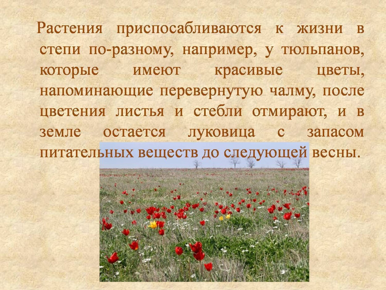 Растения степи России