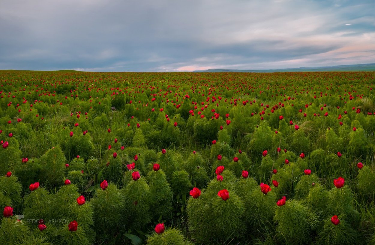 Лохмачи пион тонколистный