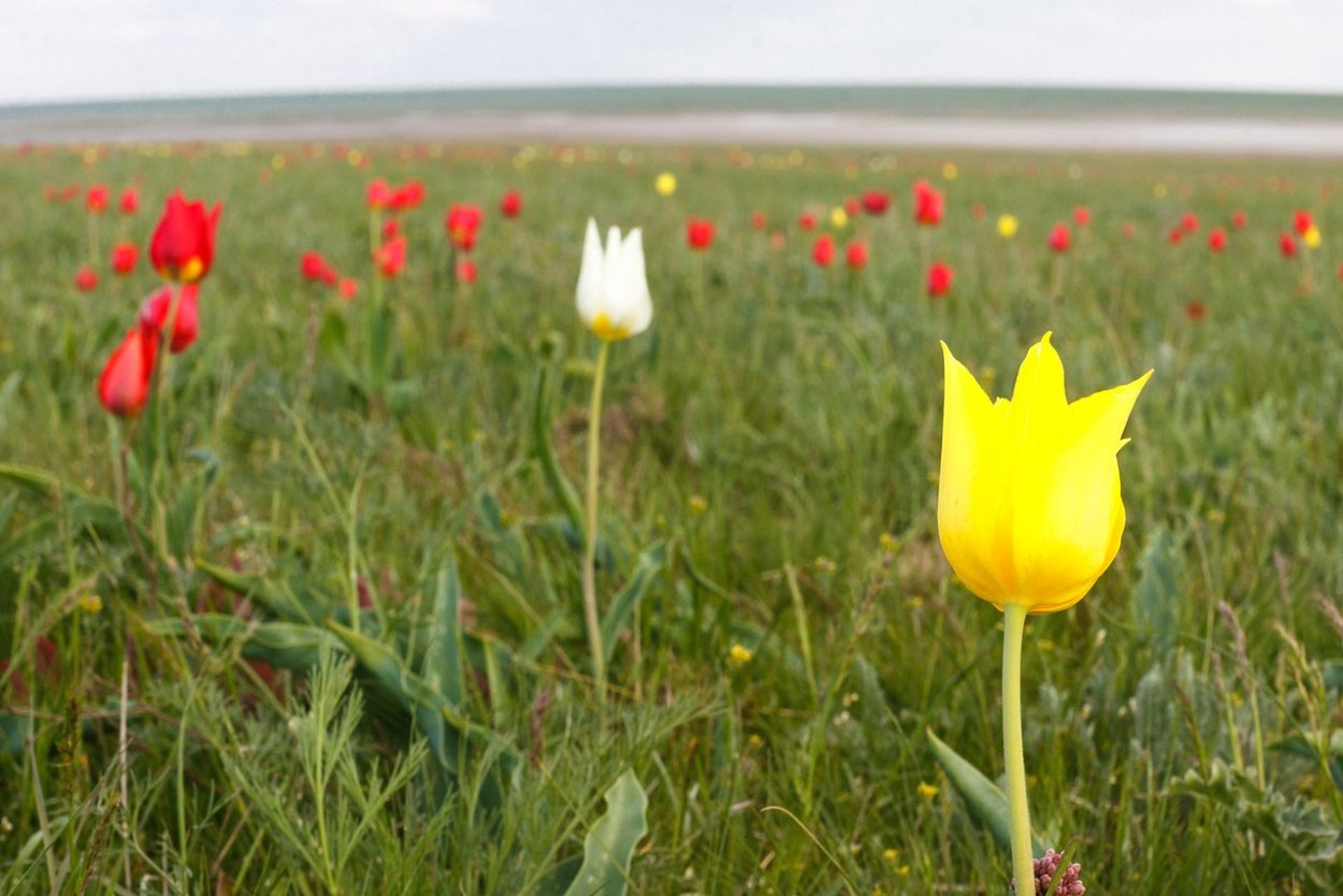 Тюльпан Шренка Калмыкия