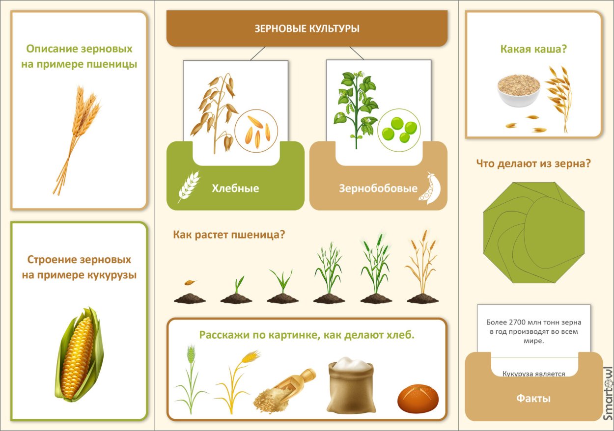 Колос озимой пшеницы