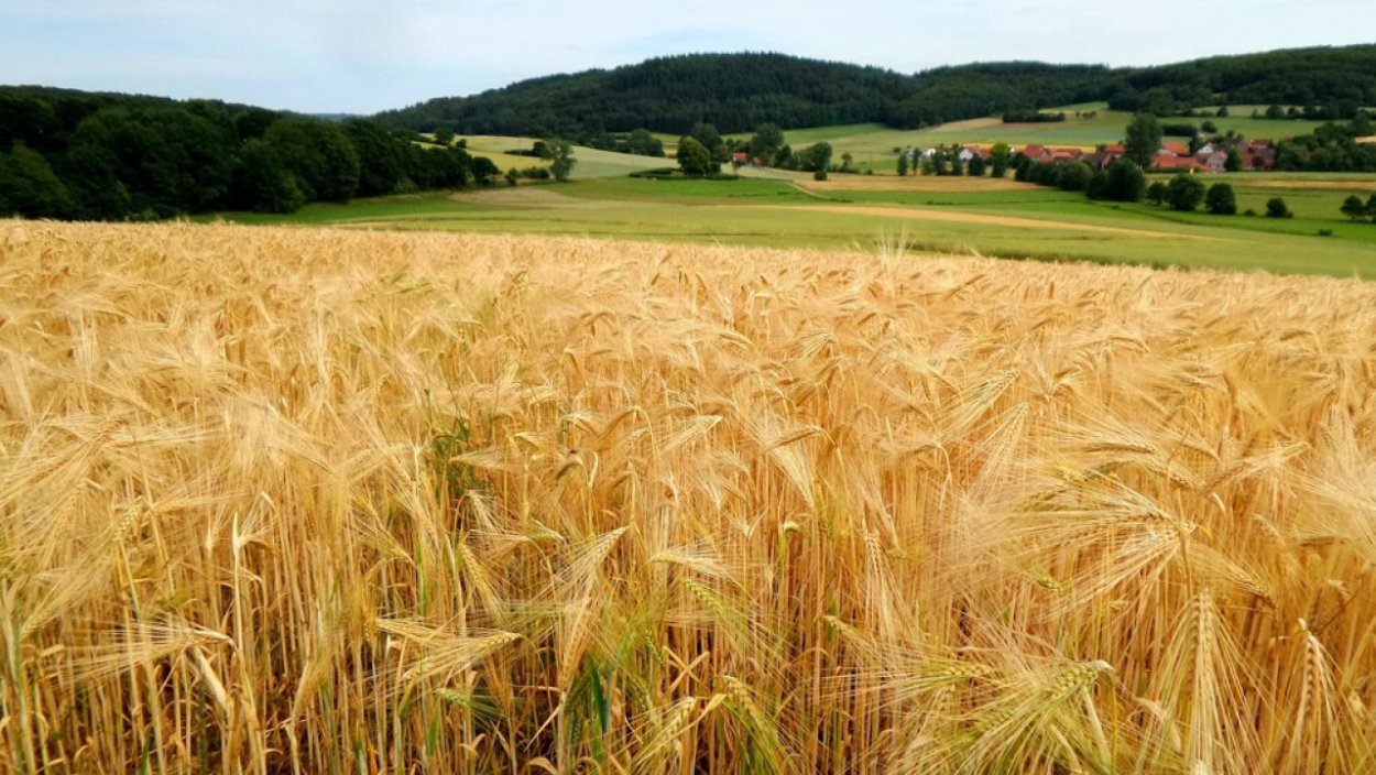 Поле с колосьями