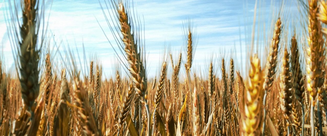 Сельское хозяйство