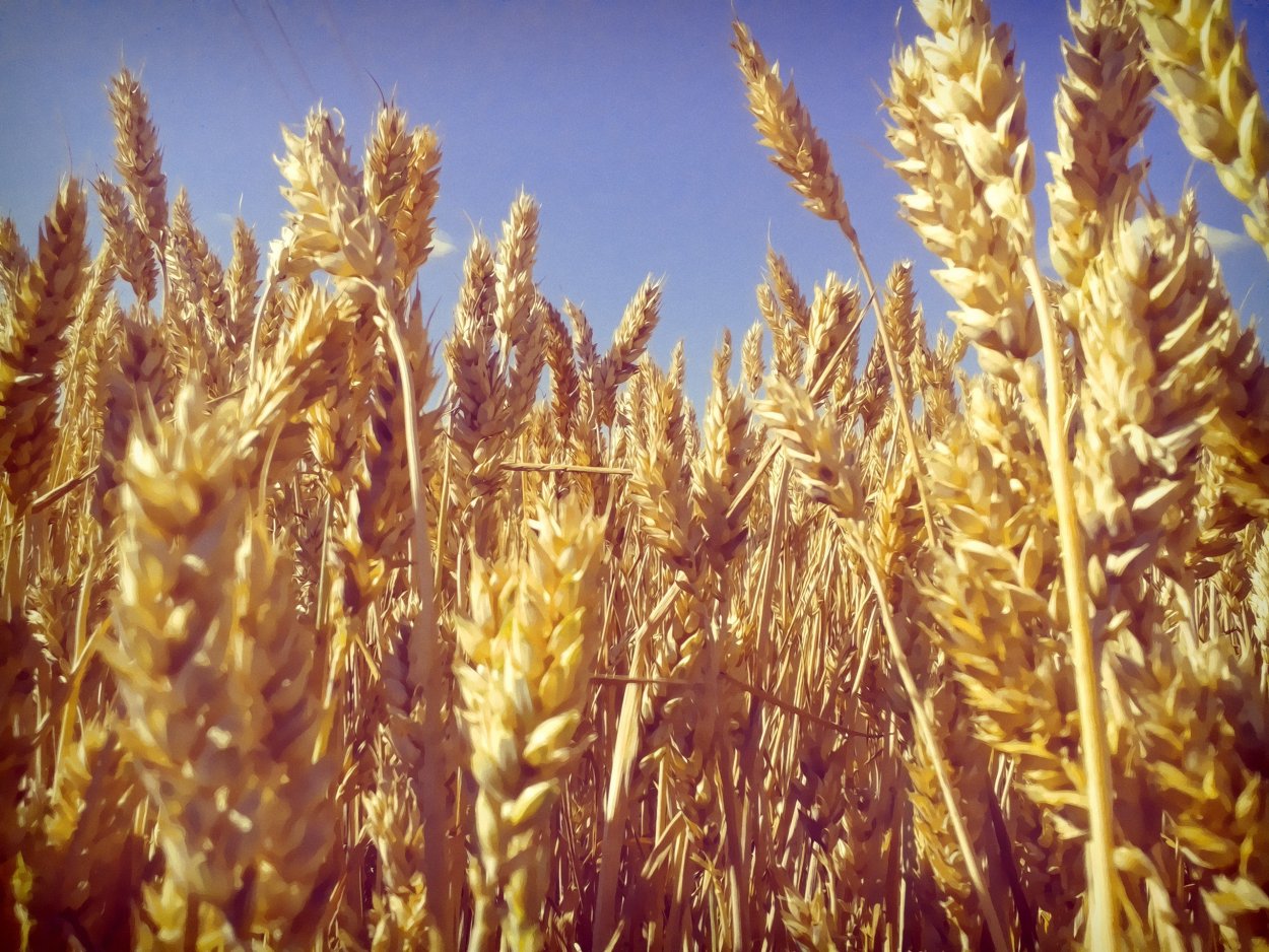 Озимая пшеница сорт Северодонецкая Юбилейная