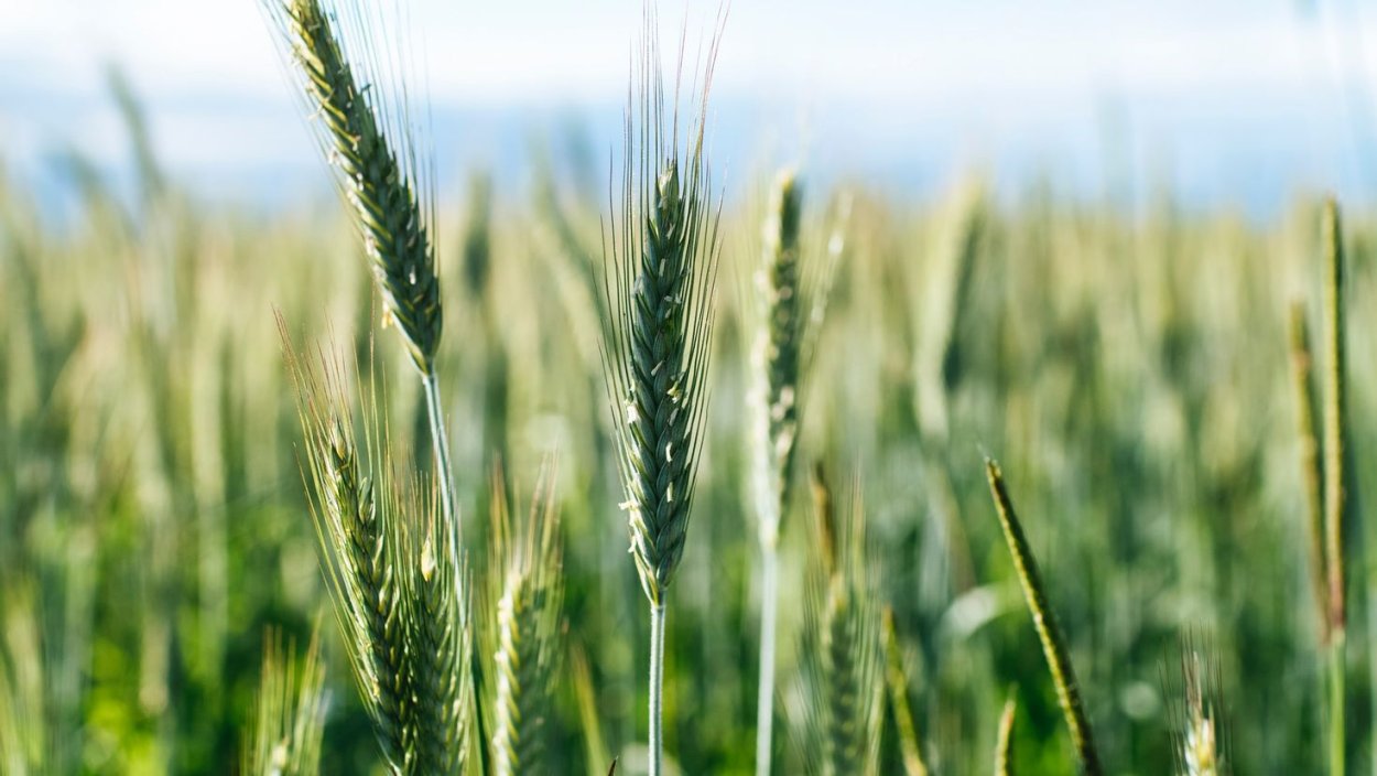 Рассказ о зерновых культурах