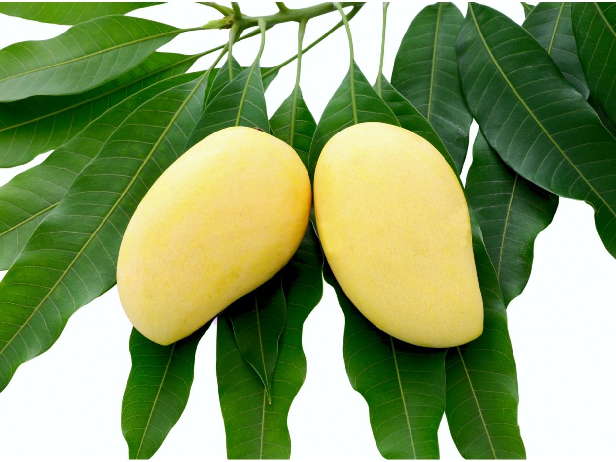 Листья манго