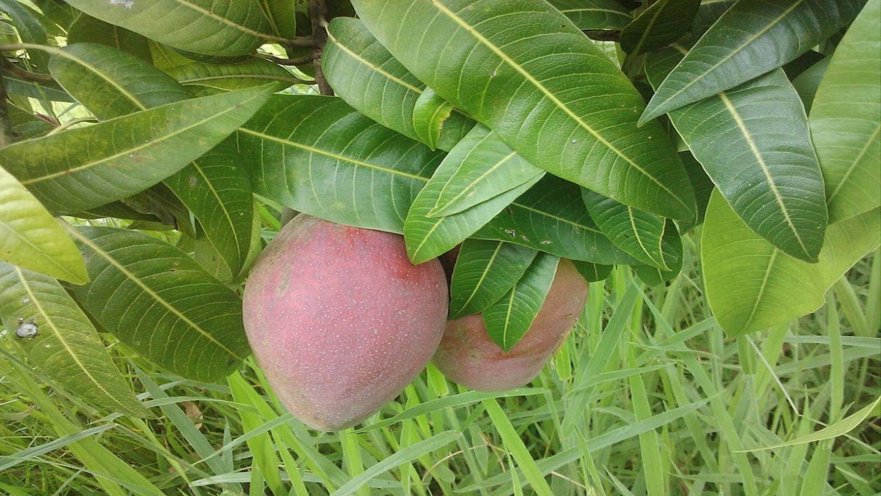 Художественный стиль манго