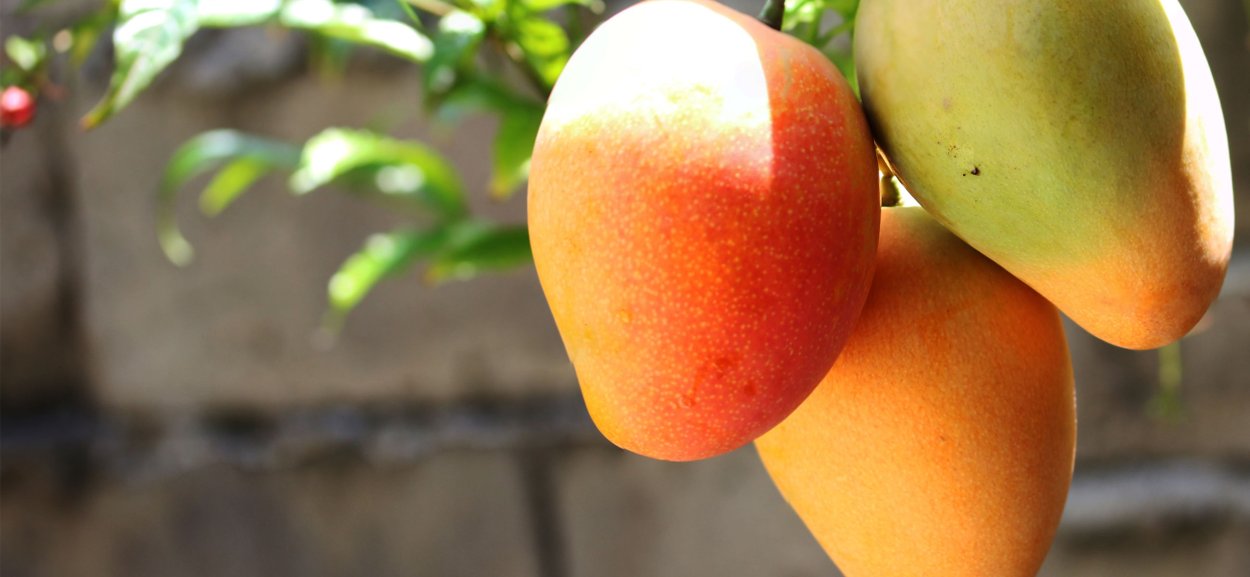 Дерево манго манговое дерево