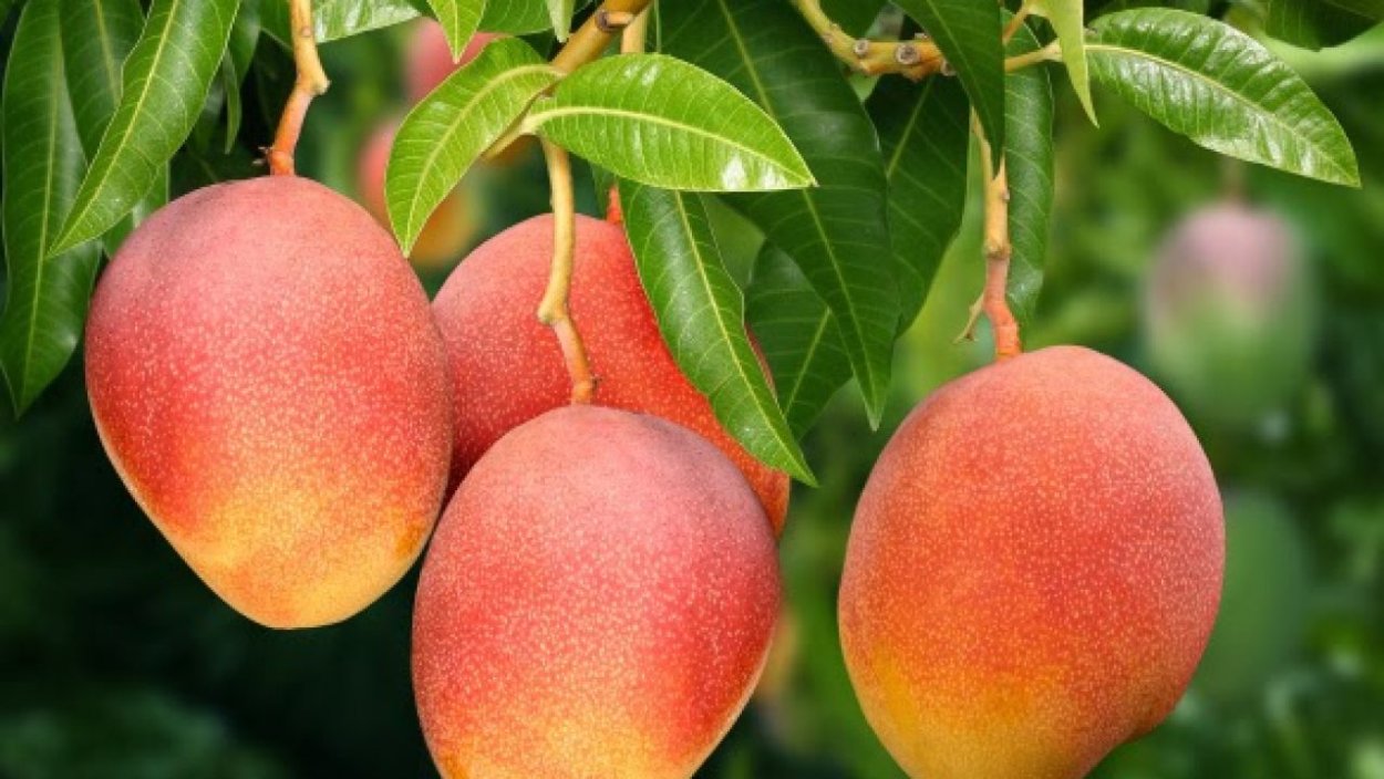 Манго в Танзании