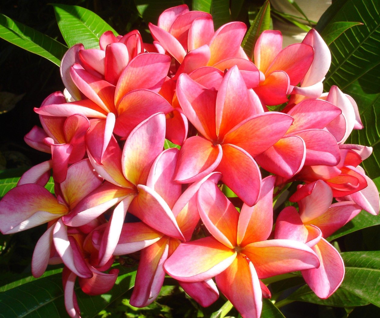 Плюмерия махровая