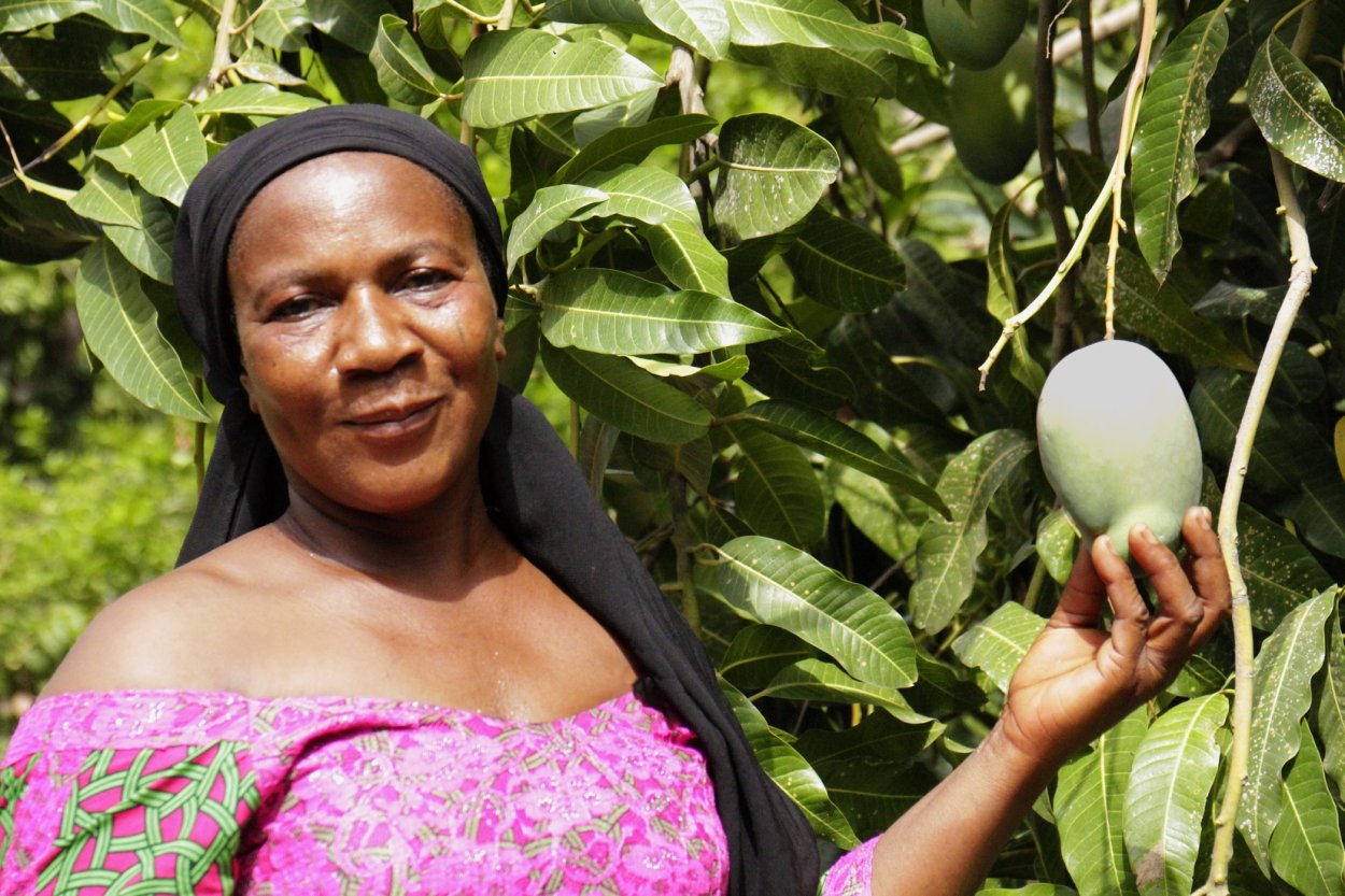 Прорастить манго