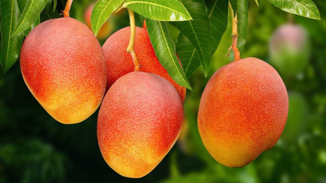 Манговое дерево и его обитатели в Индии