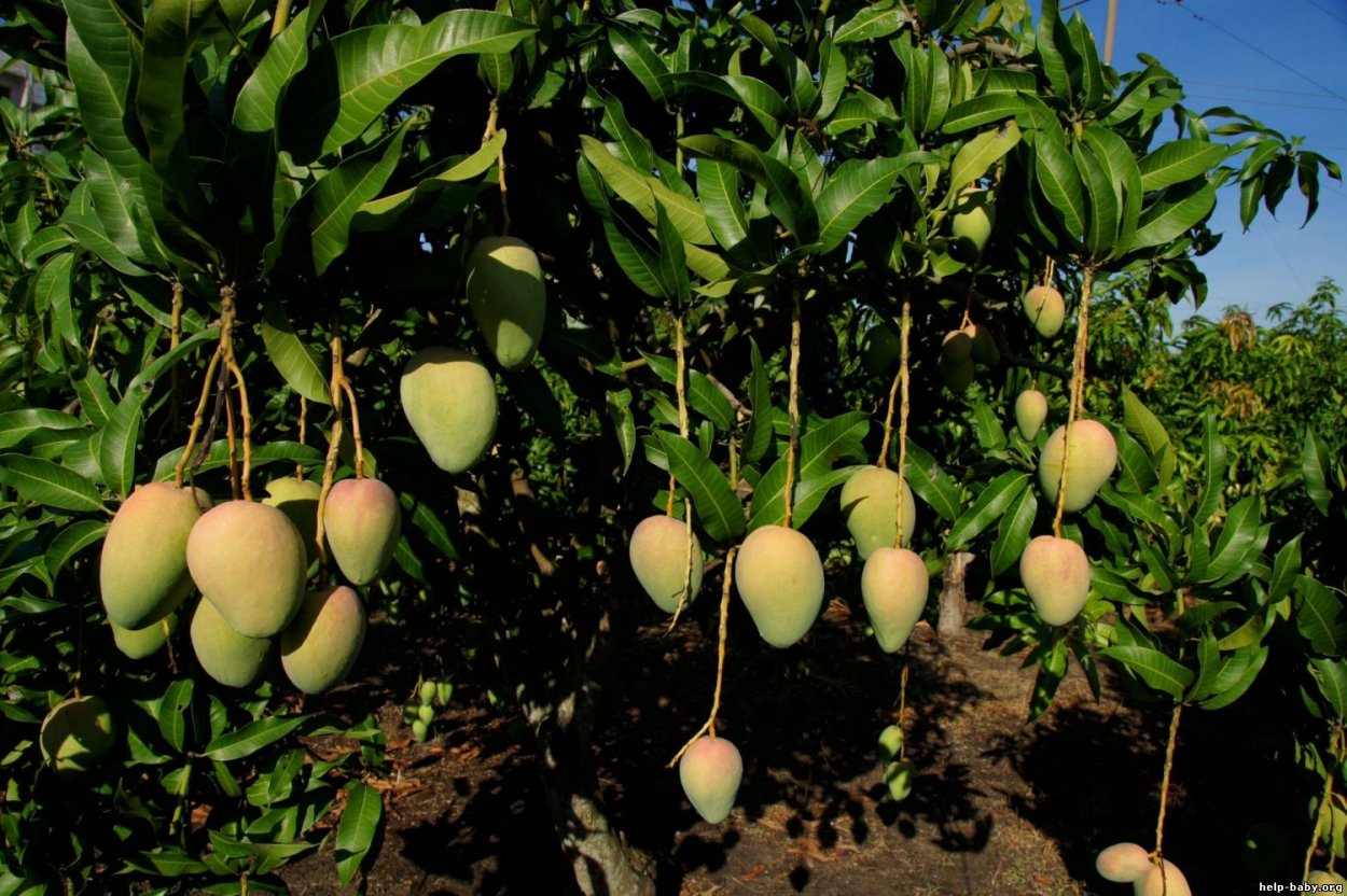 Плантации манго в Египте