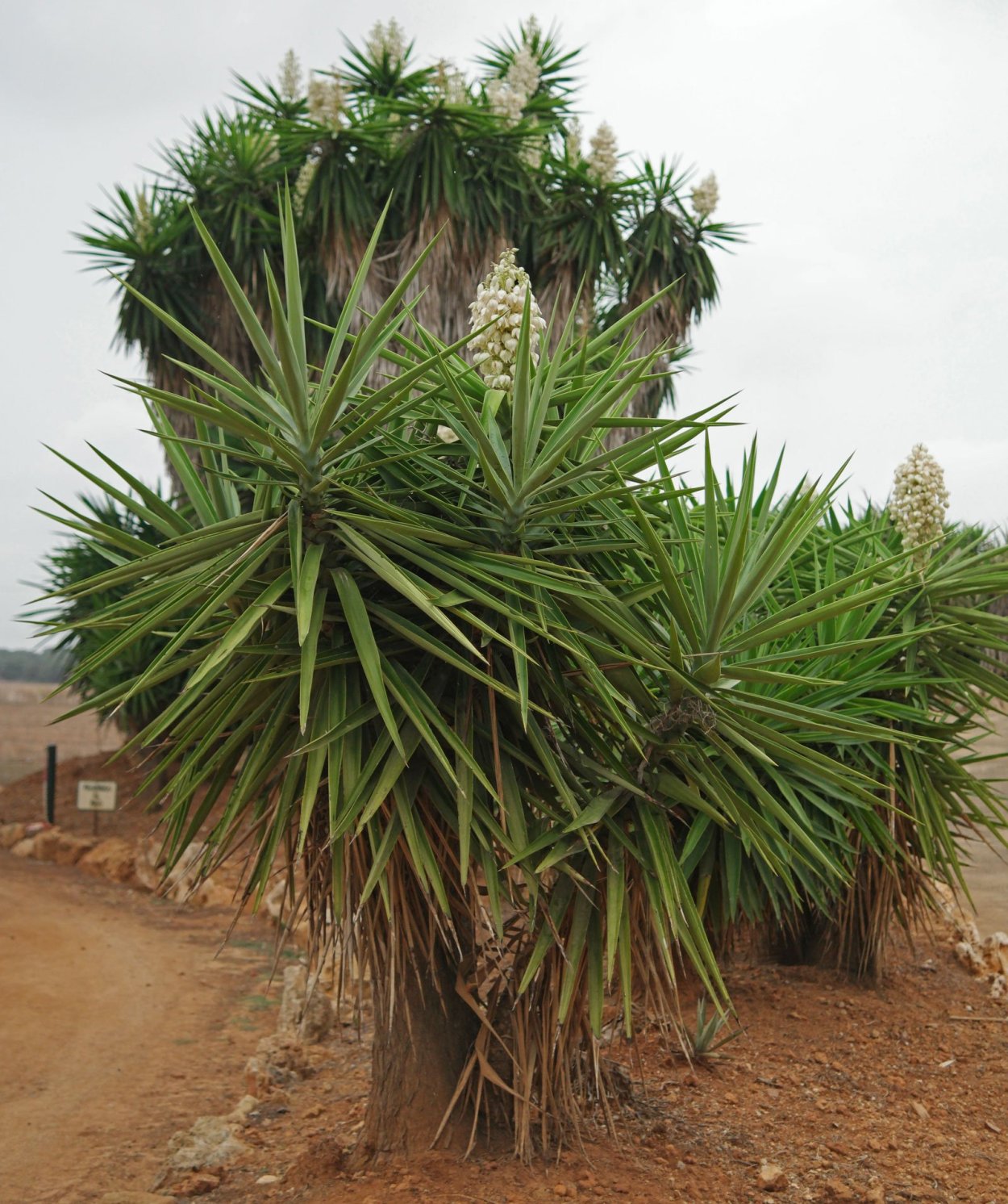 Юкка остролистная