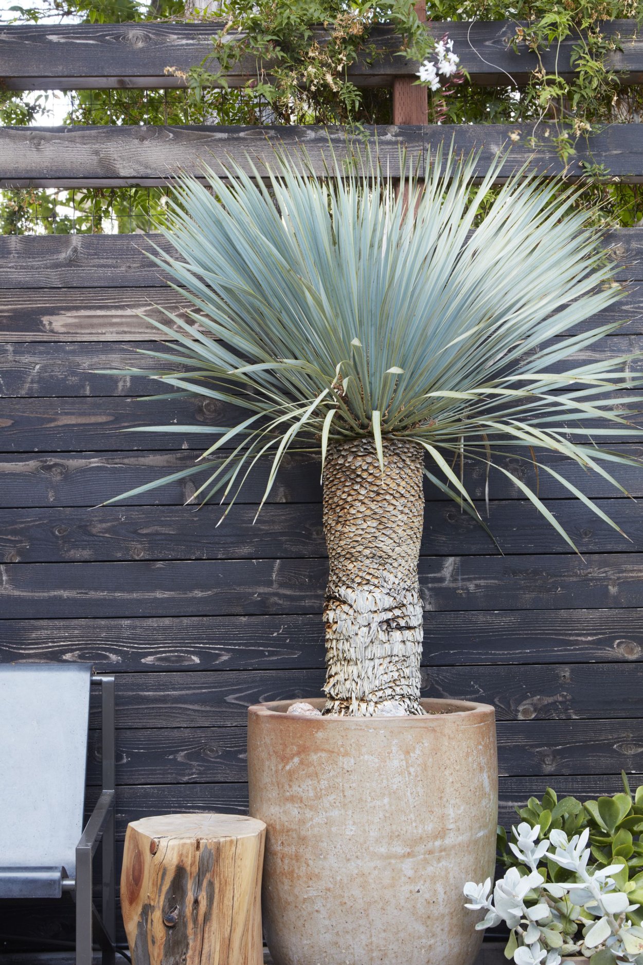 Юкка рострата куст