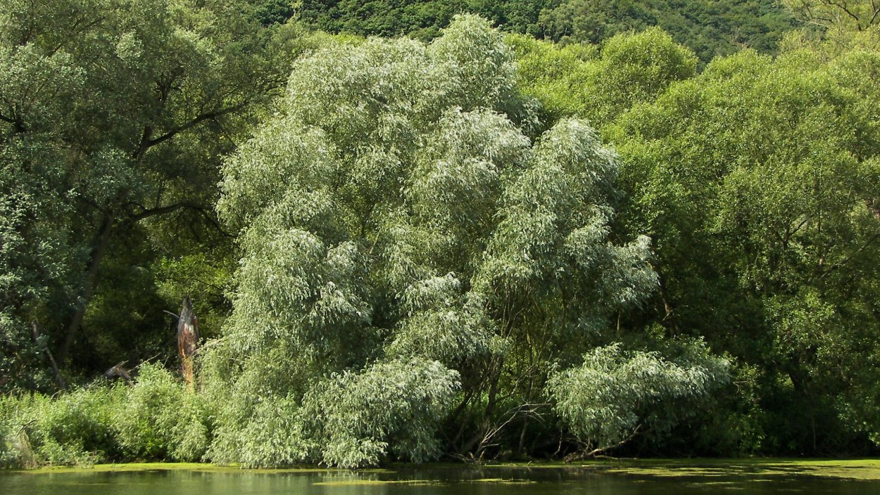 Ива белая Аргентеа