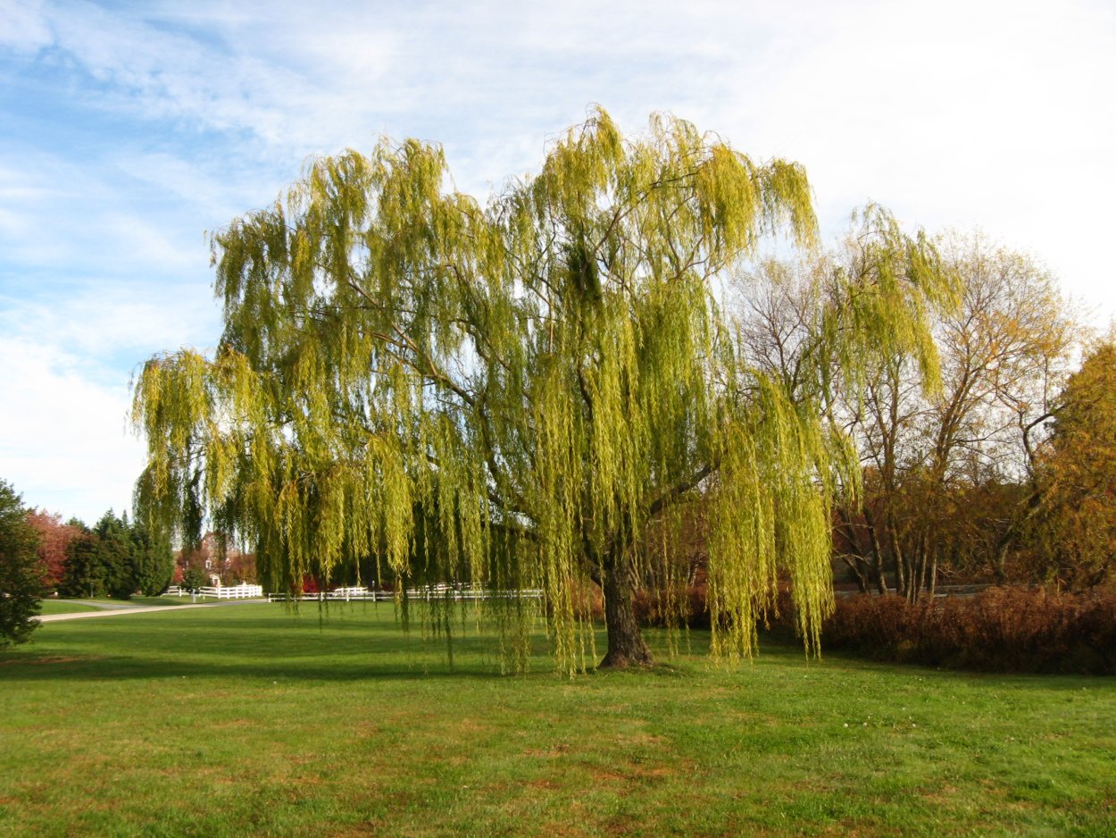 Ива белая памяти Миндовского