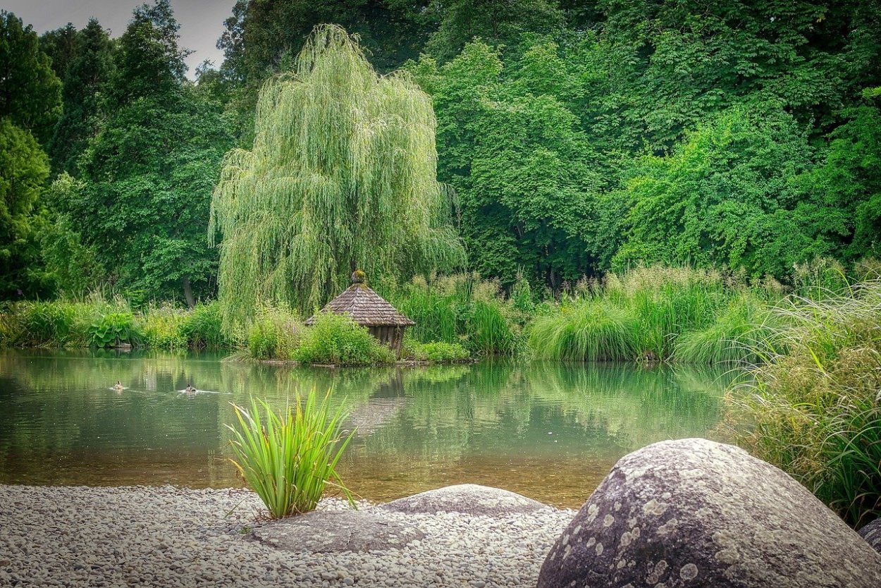 Плакучая Ива
