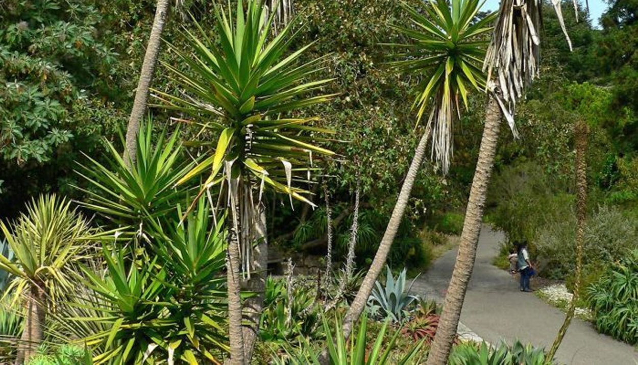 Юкка в джунглях