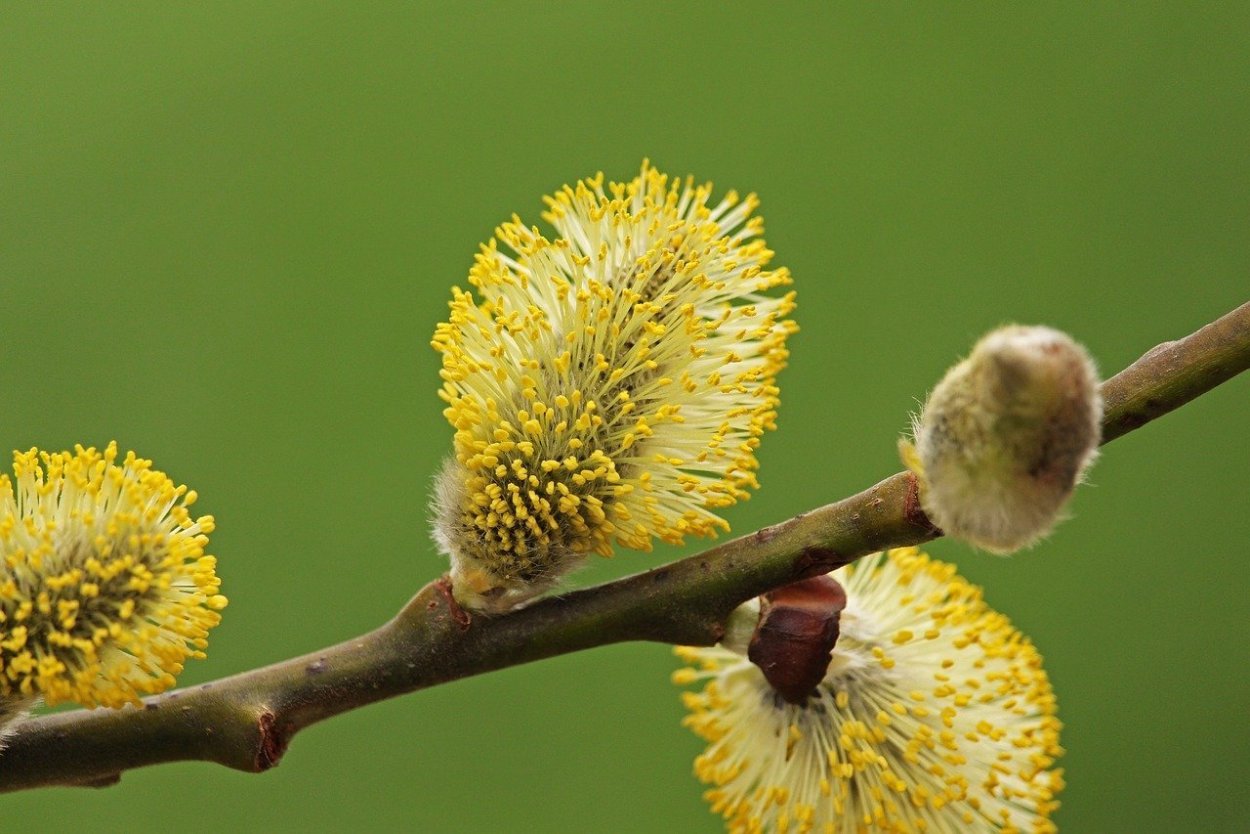 Willow catkins