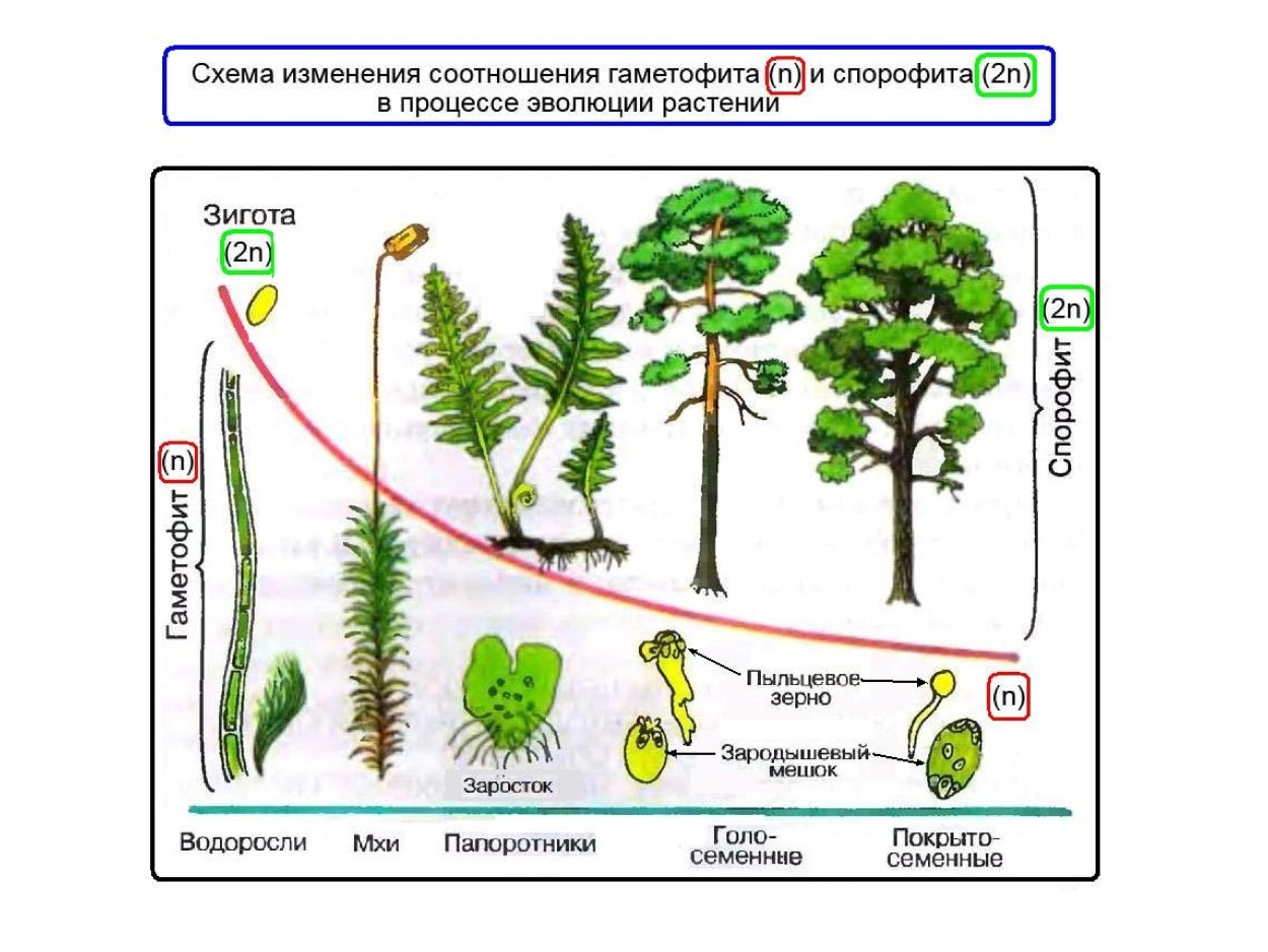 Корневая система споровых растений