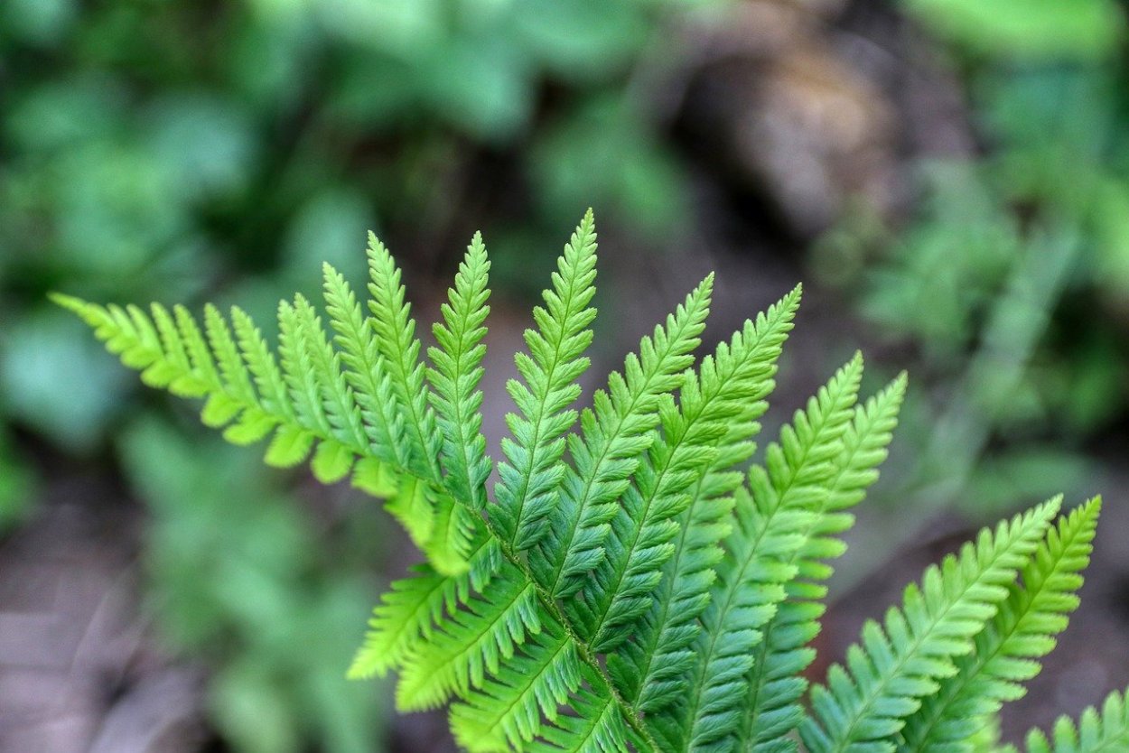 Плауновидные и Хвощевидные