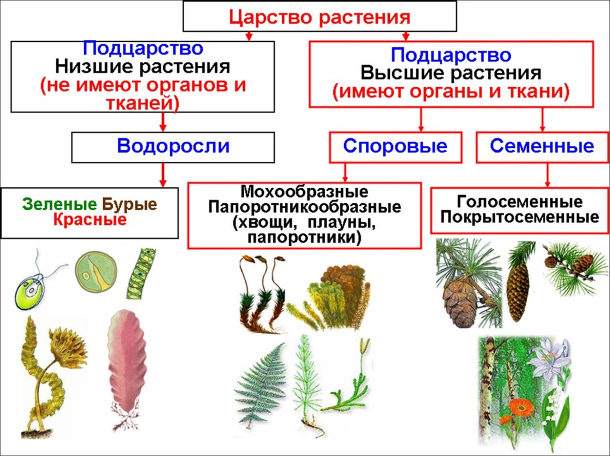 Классификация высших споровых растений схема