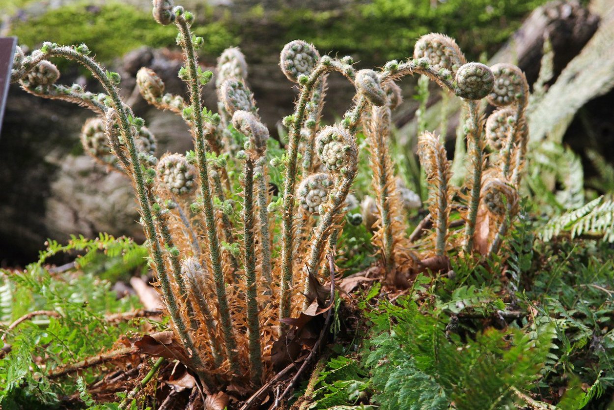 Папоротник Речной