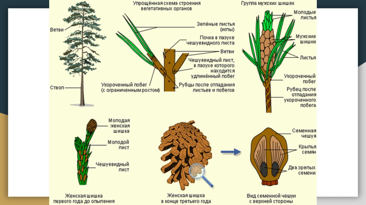 Папоротник Щитовник мужской строение