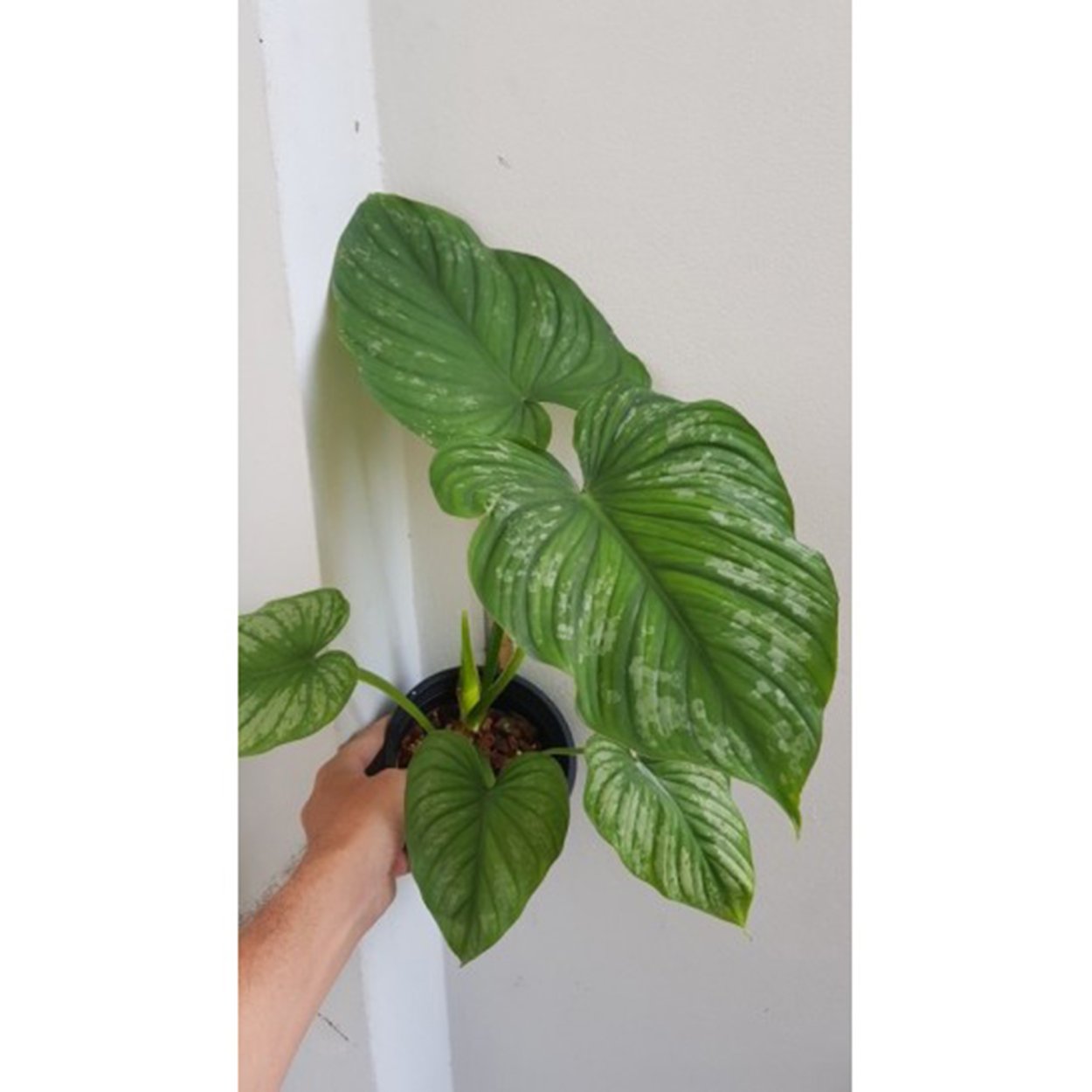 Филодендрон мамей